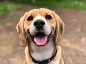Arthrose chez les chiens : le CBD peut-il aider ?